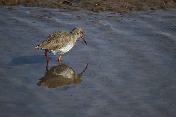Redshank