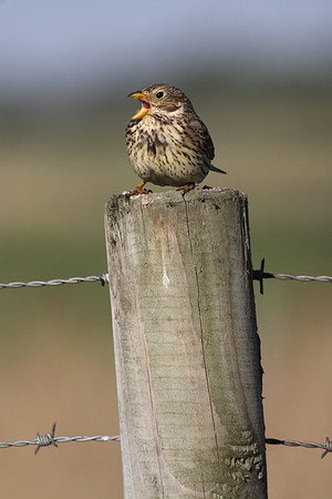 Corn Bunting Singing