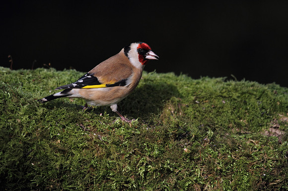 Goldfinch
