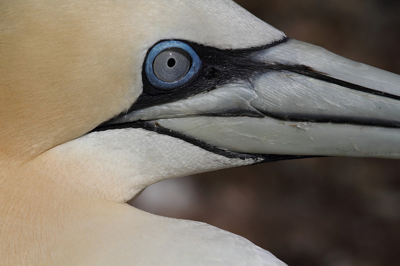 Here's looking at you