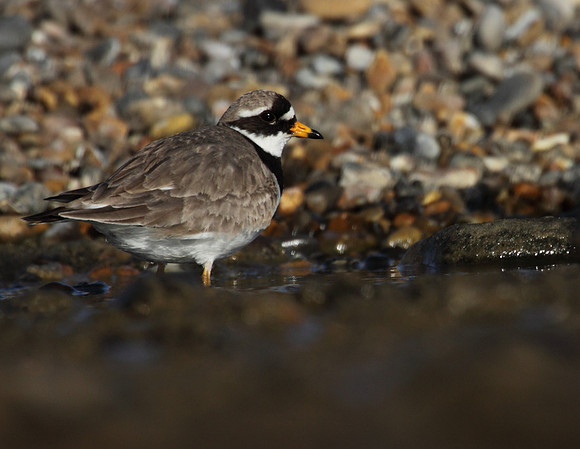 Ringed Plover