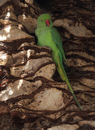 Ring Necked Parakeet