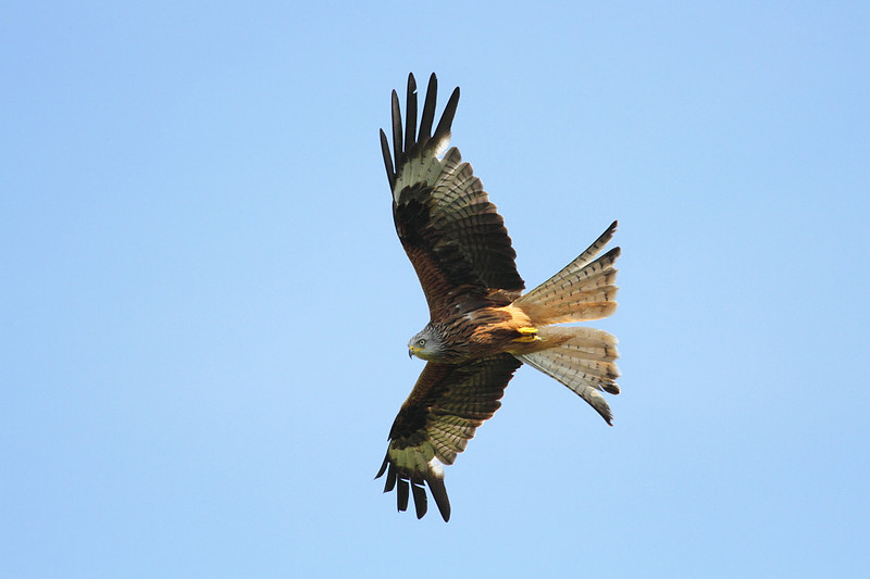 Red Kite