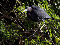 Little Blue Heron