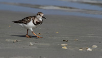 Ruddy Turnstone