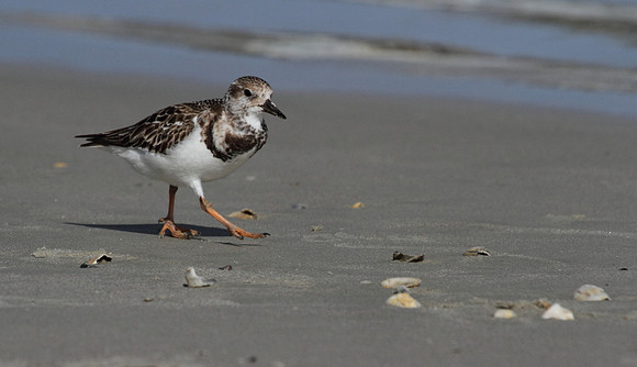 Ruddy Turnstone