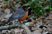 American Robin