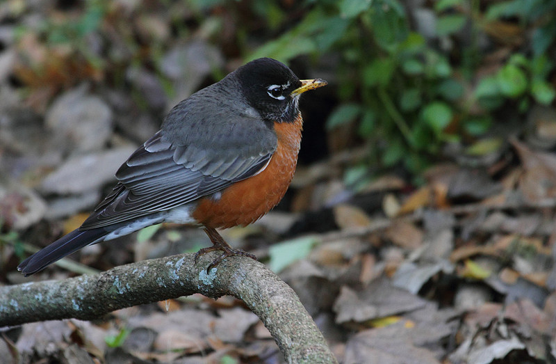 American Robin