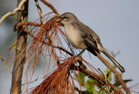 Northern Mocking Bird