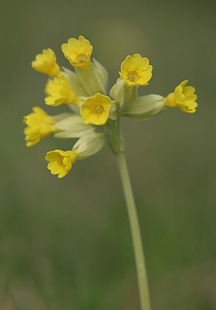 Cowslip