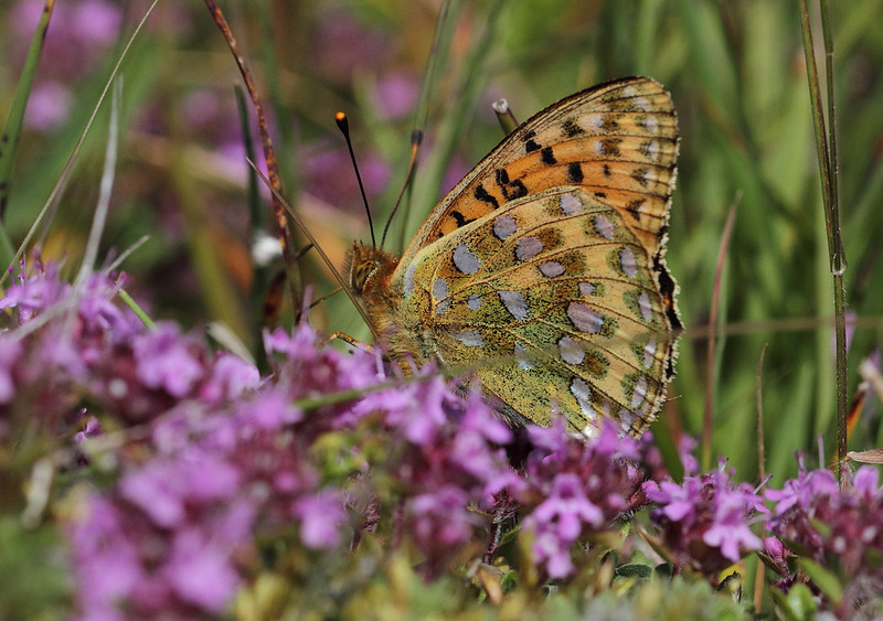 Dark Green Fritillary