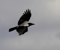 Hooded Crow