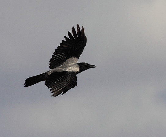 Hooded Crow
