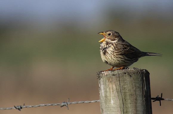 Corn Bunting Singing