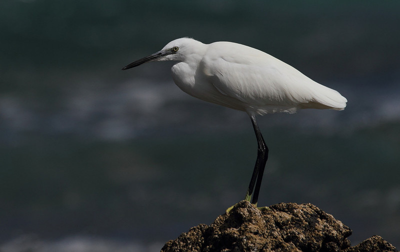 Little Egret