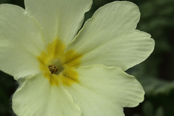 Primrose