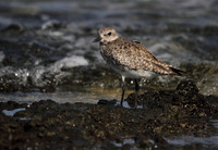 Grey Plover