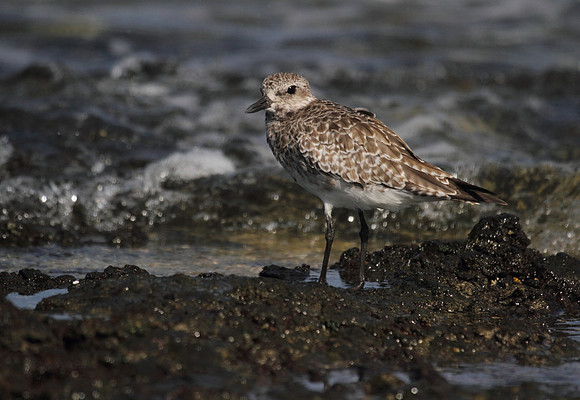 Grey Plover