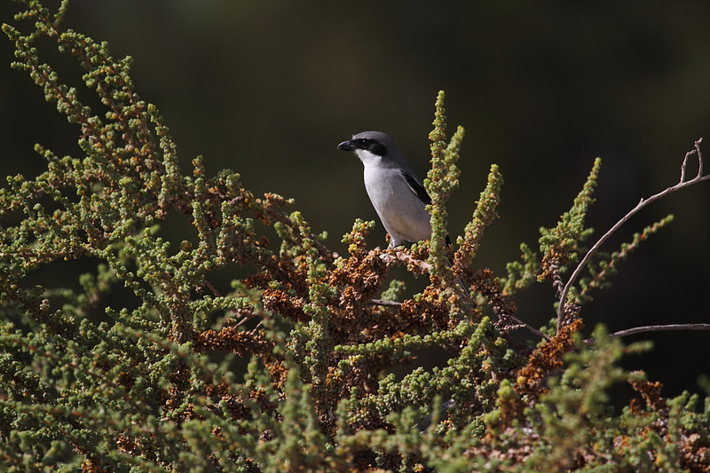 Southern Grey Shrike