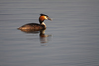 Great Crested Grebe
