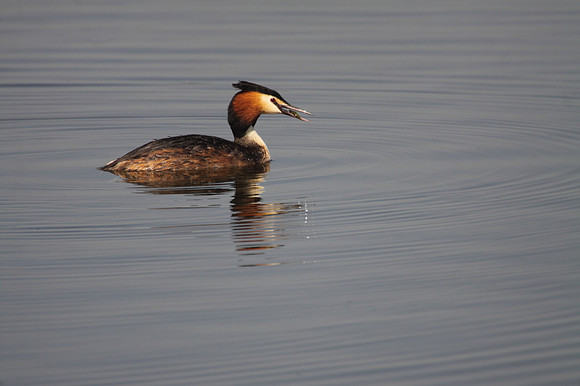 Great Crested Grebe