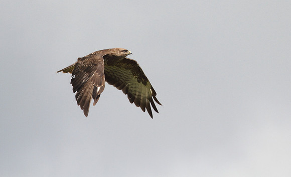 Buzzard