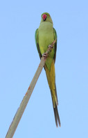Ring Necked Parakeet