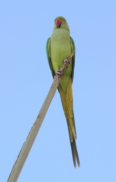 Ring Necked Parakeet