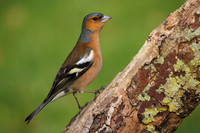 Male Chaffinch