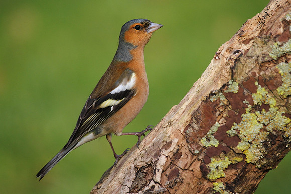 Male Chaffinch