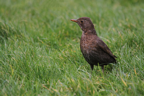 Female Blackbird