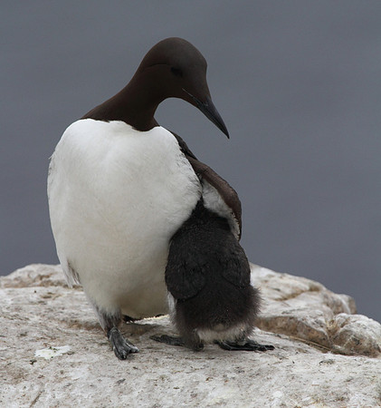 Guillemot with chick