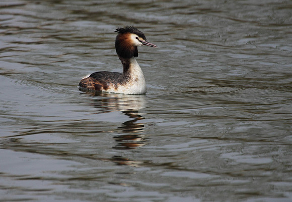 Great Crested Grebe