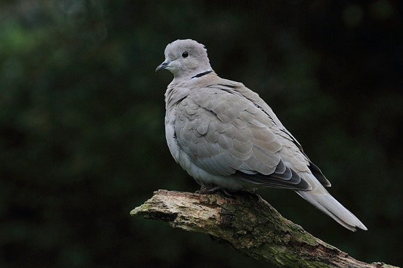 Collared Dove