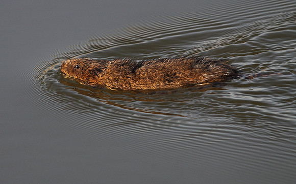 Water Vole
