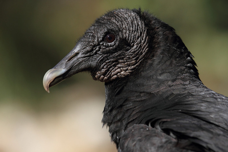 Black Vulture