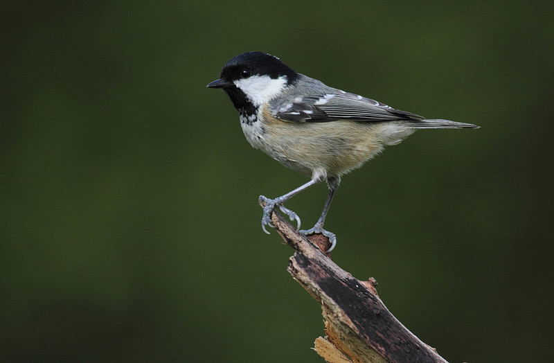 Coal Tit