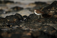 Common Sandpiper