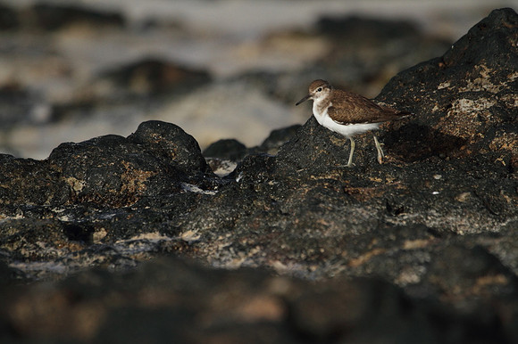 Common Sandpiper