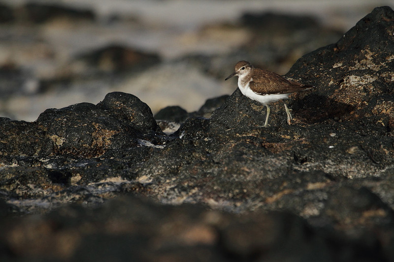Common Sandpiper