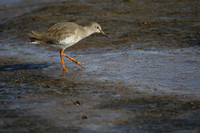 Redshank