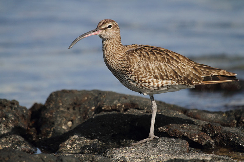 Whimbrel