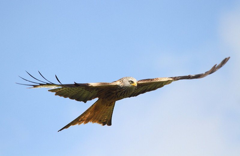 Red Kite