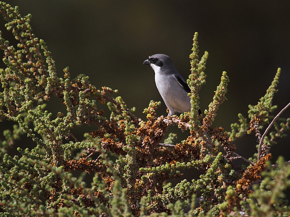 Southern Grey Shrike