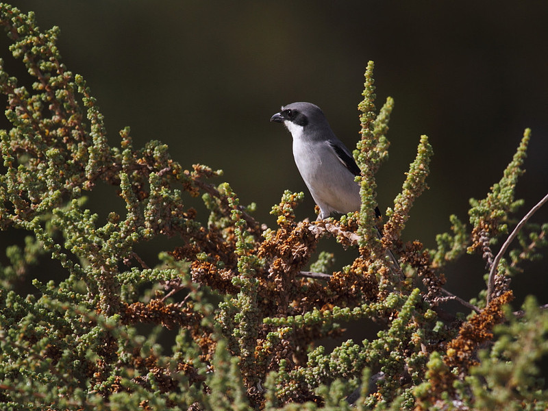 Southern Grey Shrike