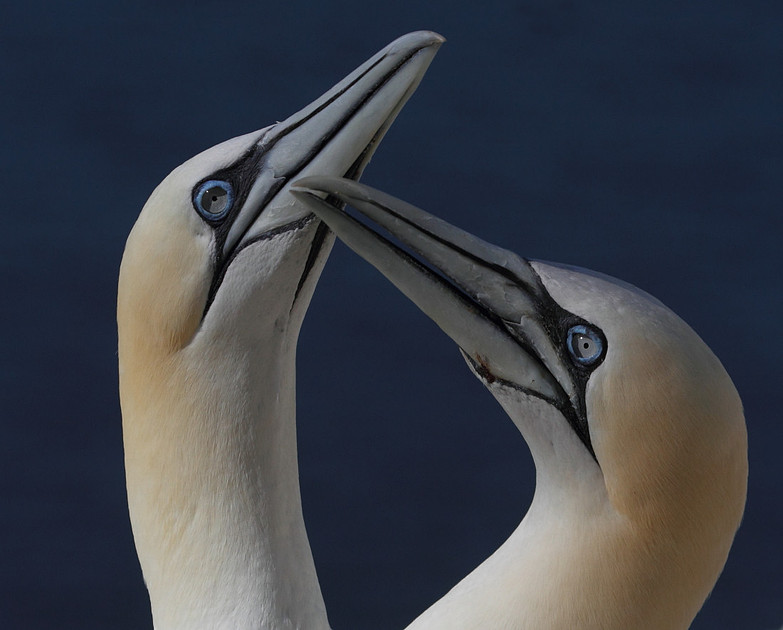 Gannets sparring