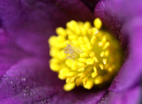 Pasque Flower Detail