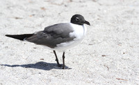 Laughing Gull