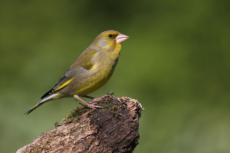 Male Greenfinch
