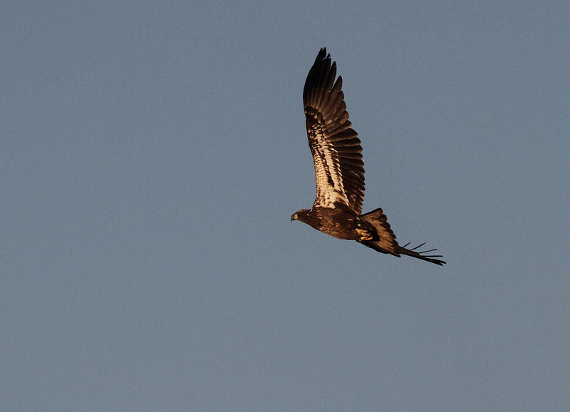 Bald Eagle (juvenile)
